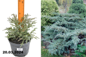 Можжевельник чешуйчатый Блю Карпет (Juniperus squamata Blue Carpet) С3