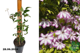 Клематис крупноцветковый Пикоти (Clematis florida Picotee) С3 пл