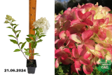 Гортензия метельчатая Граффити (Hydrangea paniculata Graffiti) Р9