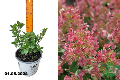 Гортензия метельчатая Литтл Квик Файер (Hydrangea paniculata