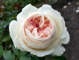Роза срезочная Лорена Саммерхаус (Rose Lorena Summerhouse) ОКС