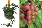 Актинидия острая Ананасная (Actinidia arguta Ananasnaya) С3