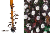 Пузыреплодник калинолистный Диаболо (Physocarpus opulifolius Diabolo) Р9