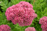 Очиток (Седум) видный Бриллиант (Sedum spectabile Brilliant) Р9