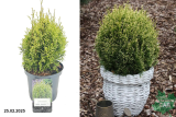Туя западная Мисс Фрости (Thuja occidentalis Miss Frosty) С2,5