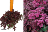 Очиток (седум) гибридный Файеркрекер (Sedum firecracker) С1,5