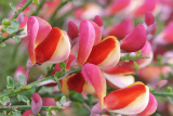 Ракитник ранний Голдфинч (Cytisus Goldfinch) С1,5