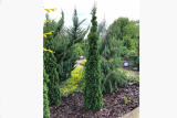 Туя западная Дегрут Спайр (Thuja occ. Degroots Spire) 1
