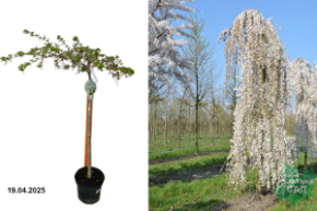 сноу фантан