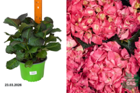 балладия хот