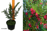 Тисс ягодный (Taxus baccata) С3 х