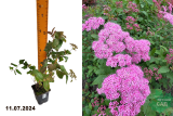 Спирея японская Оденсала (Spiraea japonica Odensala) Р9