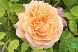 Роза английская Грэйс (Rosa еnglish Grace) С7