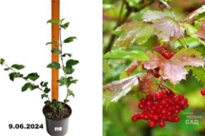 Калина обыкновенная С3