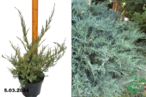 Можжевельник виргинский Грей Оул (Juniperus virginiana Grey Owl)