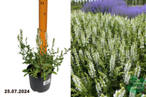 Шалфей дубравный Шнеехюгель С1,5