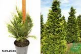 Кипарисовик Лавсона Стардаст (Chamaecyparis lawsoniana Stardust) С5