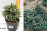 Ель колючая Вальдбрун (Picea pungens Waldbrunn) С5