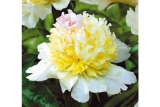 Пион молочноцветковый Top Brass С5