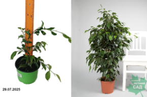 фикус бенджамина