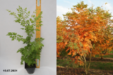 Кёльрейтерия метельчатая (Koelreuteria paniculata) С2