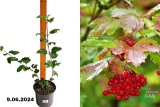 Калина обыкновенная (Viburnum opulus) С3
