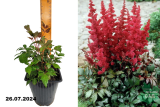 Астильба Арендса Фанал (Astilbe arendsii Fanal) С1,5