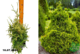 Туя западная Столвик (Thuja occidentalis Stolwijk) C2