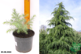 Кедр гималайский (Cedrus deodara) С3