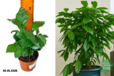 Кофе Арабика (Coffea Arabica) Р9