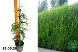 Купрессоципарис Лейланда (Cupressocyparis leylandii) Р17