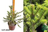 Ель восточная Араукария (Picea orientalis Araucaria) С4