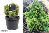 Криптомерия японская Твинкли Тойз (Cryptomeria japonica Twinkle Toes) С5