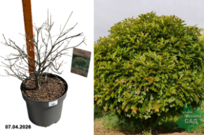 дуб болотный грин дварф