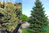 Ель черная (Picea mariana) 120-150 ком