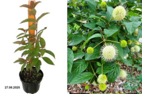 западный головач