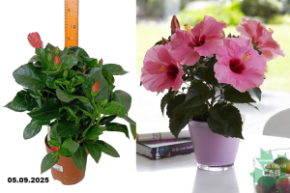 гибиску сире