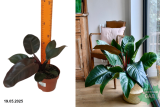 Филодендрон Империал Ред (Philodendron) Р12