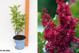 Сирень обыкновенная Красная Москва (Syringa vulgaris Krasnaya Moskva) С3