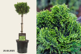 Кипарисовик тупой Нана Грациллис штамб (Chamaecyparis obtusa Nana Gracilis) С5