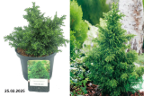 Криптомерия японская Йокогама (Cryptomeria japonica Yokoha) 2,5