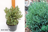Кипарисовик туевидный Блю Рок (Chamaecyparis thyoides Blue Rock) С3