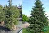 Ель черная (Picea mariana) 150-180 С40