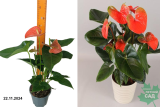 Антуриум Оранж (Anthurium Orange) Р11