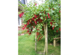 Смородина красная штамб (Ribes rubrum) ОКС