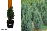 Кипарисовик Лавсона Элвуди (Chamaecyparis lawsoniana Ellwoodii.) Р9