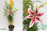 Лилия восточная Диззи (Lilium Oriental Dizzy)