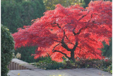 Клен пальмолистный Атропурпуреум (Acer palmatum Atropurpureum) Р14