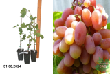 Виноград Виктор (Vitis Viktor) Р8