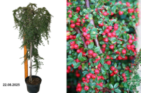 кизильник винтер джевел и